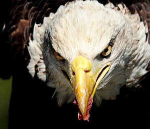 eagles preying