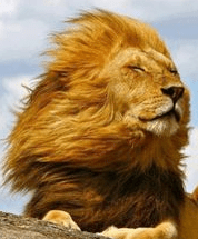 lion in the breeze 3