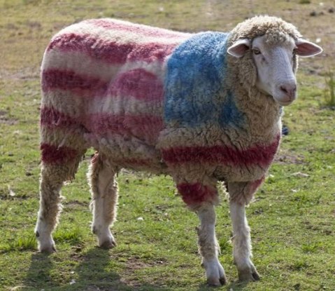 red-white-blue-sheep